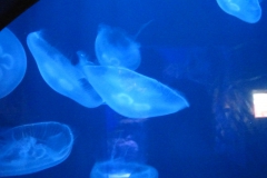 AquariumCairns031