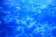 AquariumCairns043