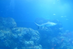 AquariumCairns044