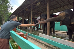 Yves füttert einen Elefanten