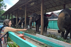 Claudia füttert einen Elefanten